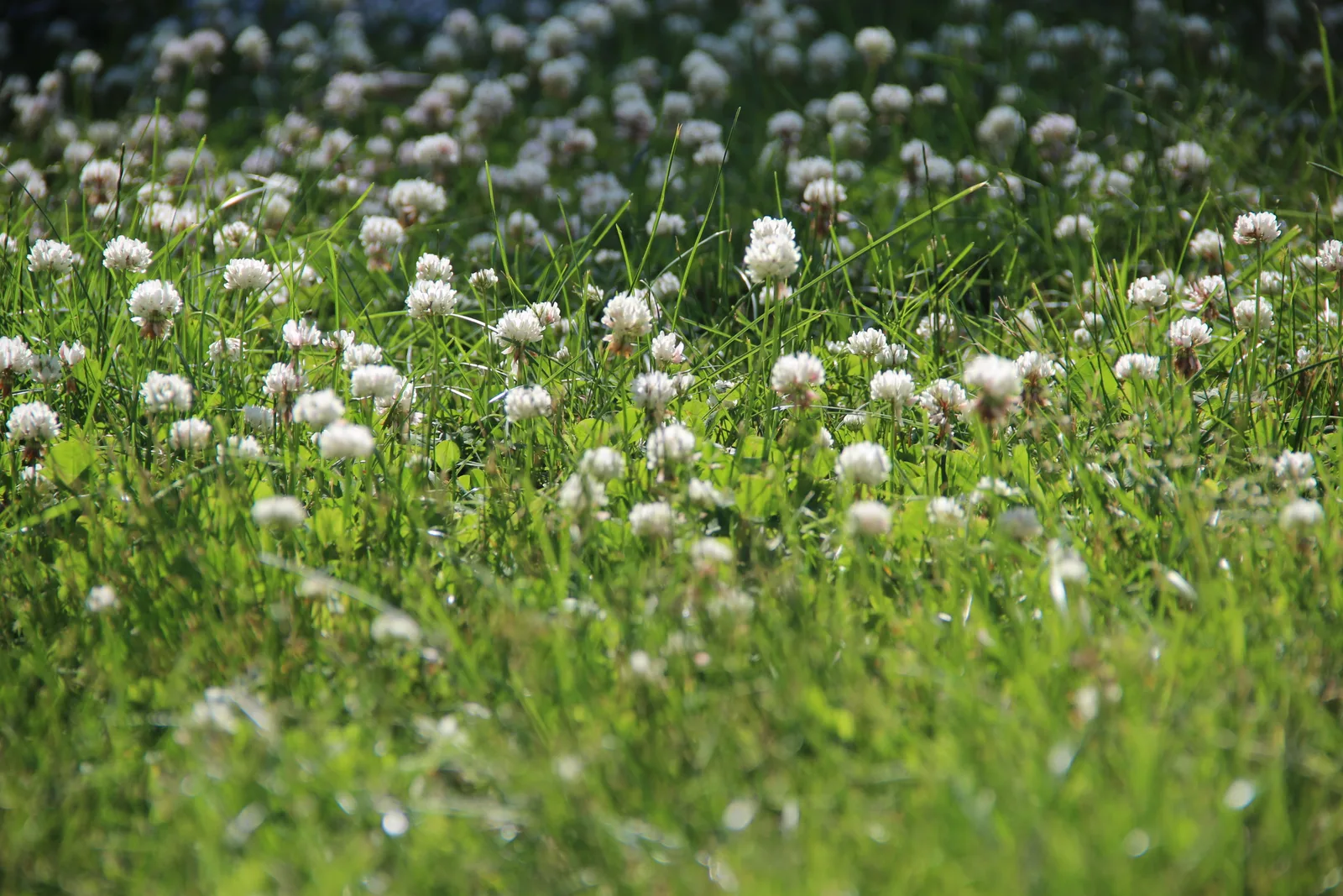 Clover in Your Hamilton Lawn: Why It Takes Over and How to Get Rid of It