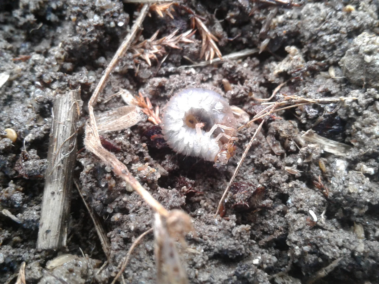 Grass Grub in Hamilton Lawns: The October Beetles Are Next Autumn's Brown Patches