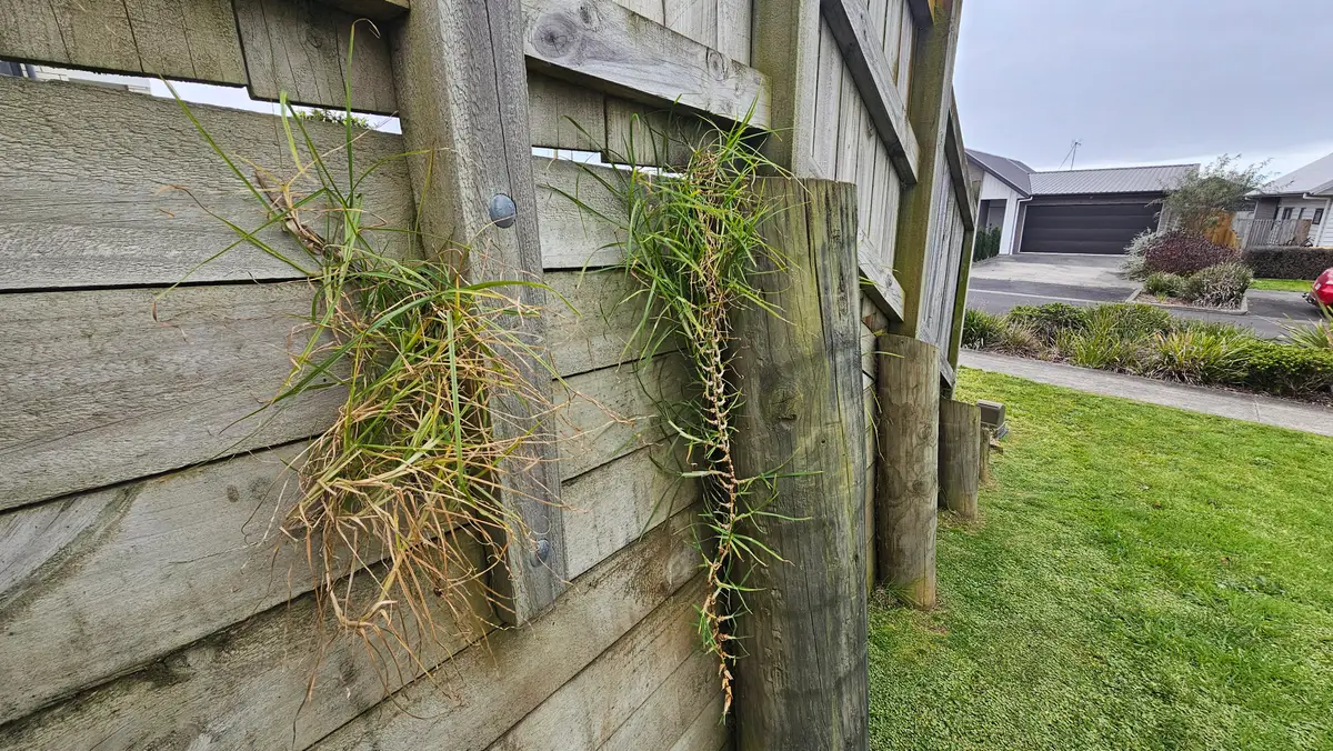 Kikuyu runners growing out through the boards of a fence and retaining wall beside a Hamilton lawn