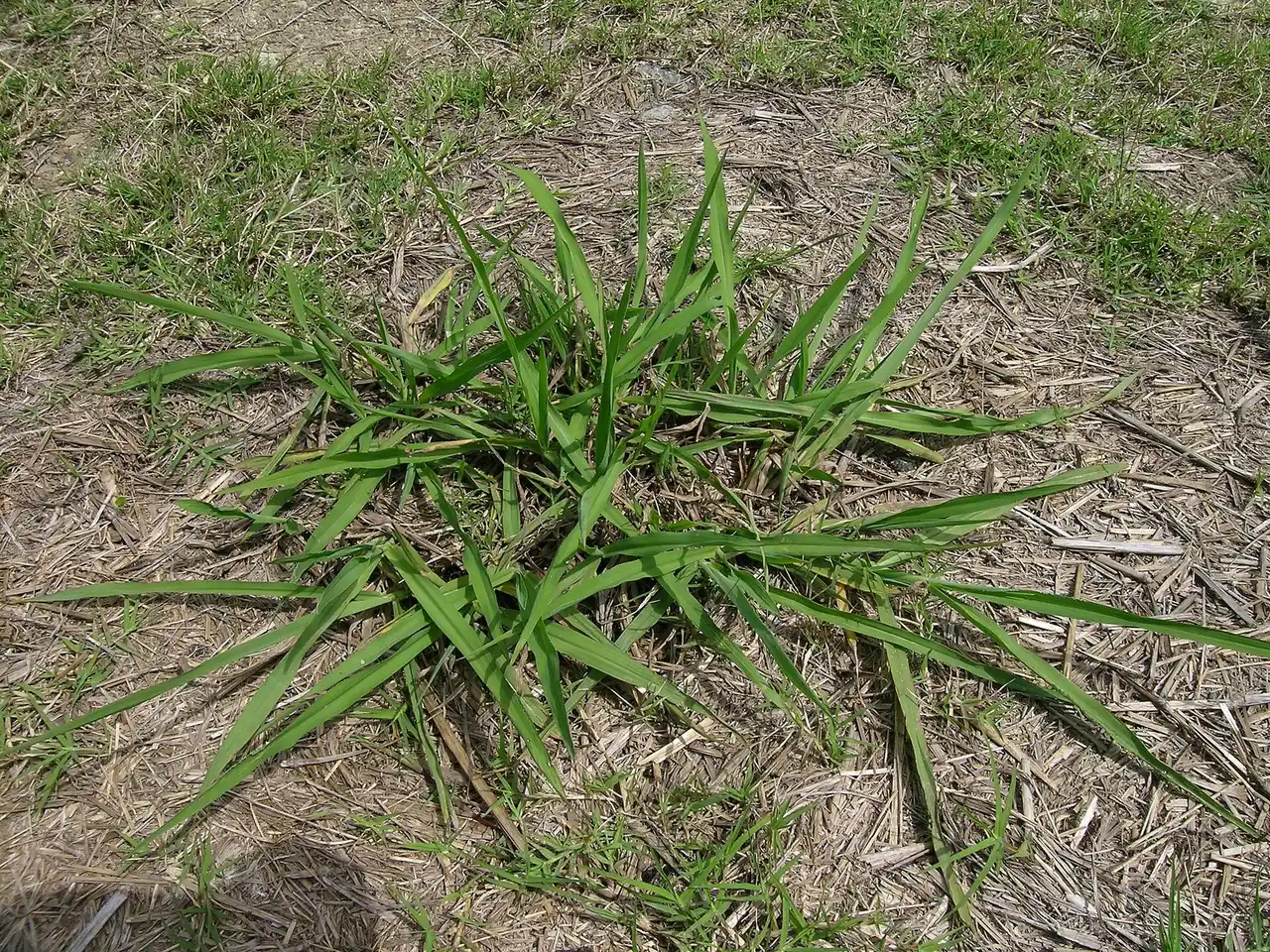 Paspalum in Your Hamilton Lawn: How to Get Rid of It and Stop It Coming Back