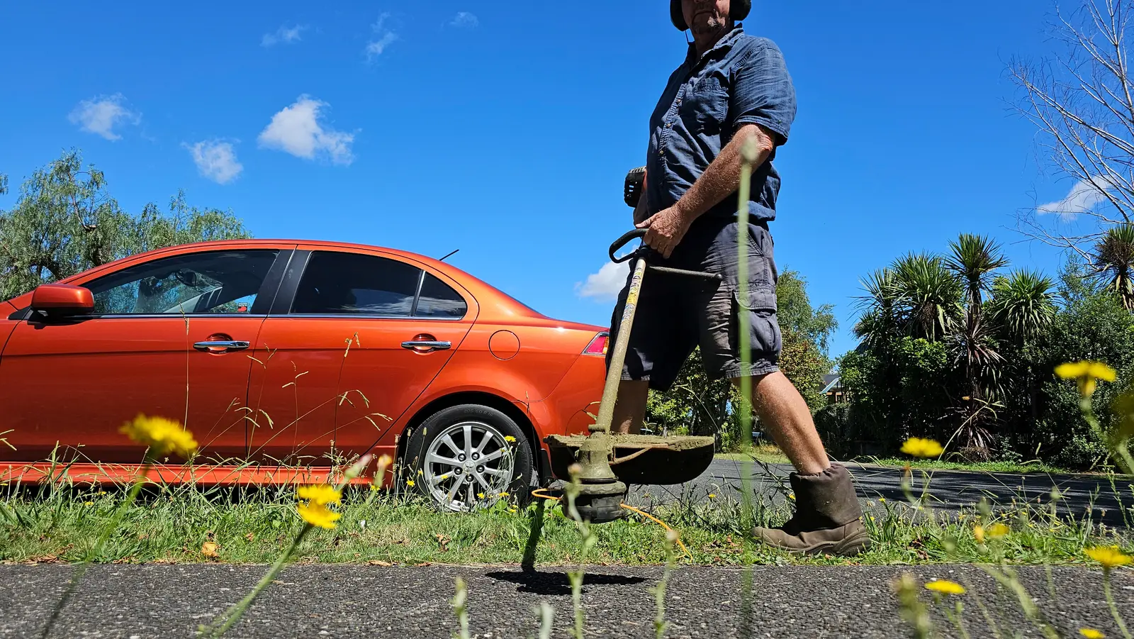 Prickles in Your Hamilton Lawn? Spray Onehunga Weed Now, Not in December